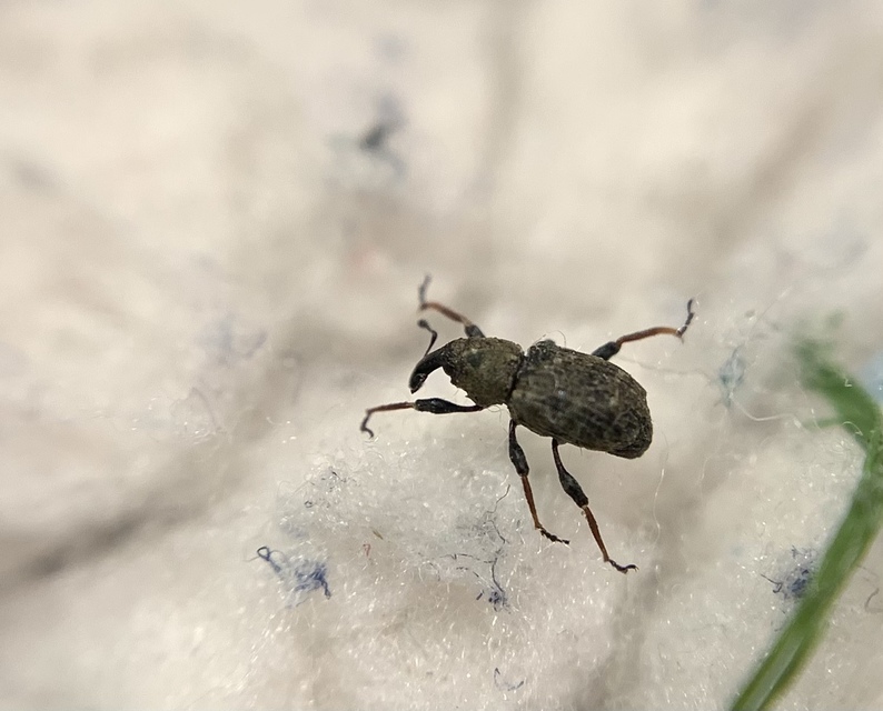 Bagous lutulentus - zsurló-víziormányos Bagous lutulentus - zsurló-víziormányos