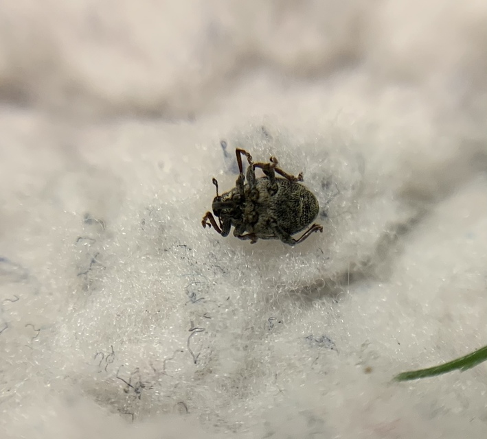 Nedyus quadrimaculatus - közönséges csalánormányos