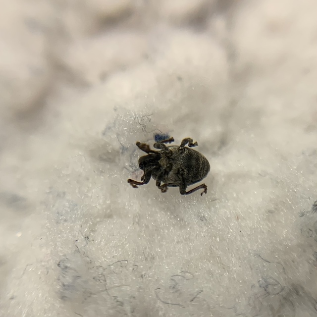 Nedyus quadrimaculatus - közönséges csalánormányos