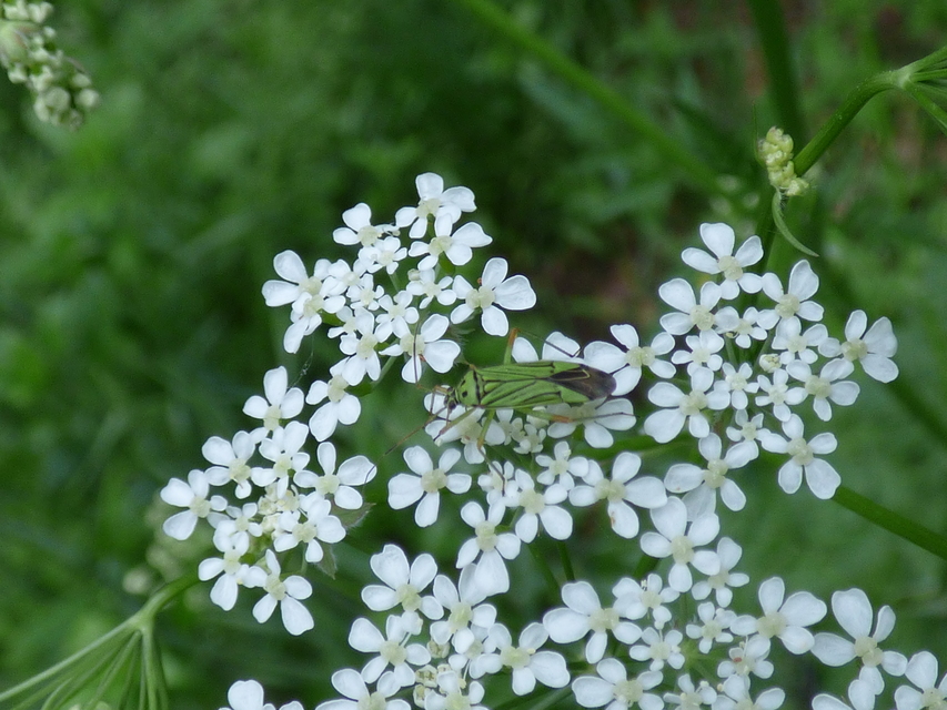 Mermitelocerus schmidtii