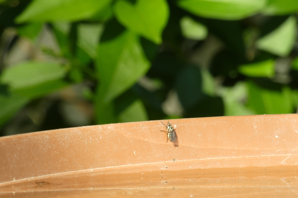 Anthomyia pluvialis