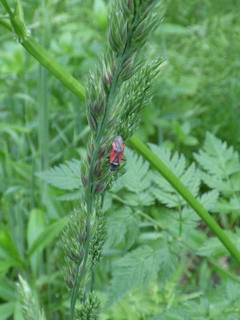 Dionconotus confluens