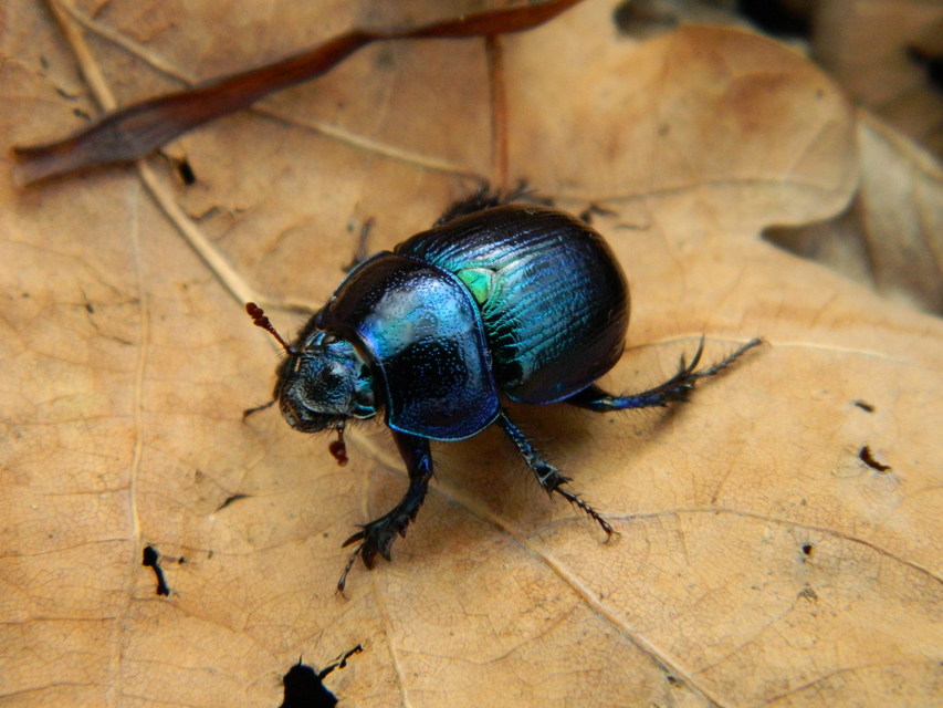 Anoplotrupes stercorosus - erdei álganéjtúró