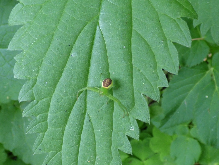 Diaea dorsata - címeres karolópók