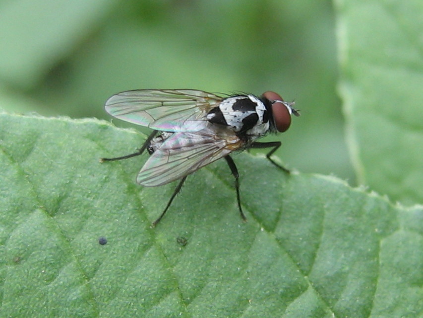 Anthomyia procellaris