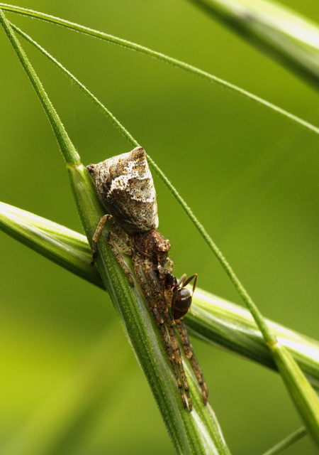 Tmarus piger/stellio