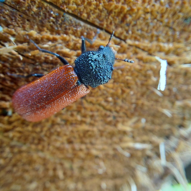 Bostrichus capucinus - piros csuklyásszú