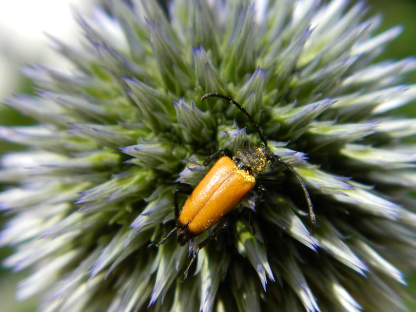 Stictoleptura fulva - vörhenyes virágcincér