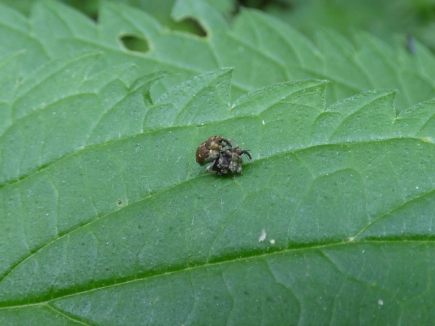 Nedyus quadrimaculatus - közönséges csalánormányos