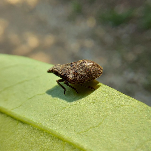 Mycterodus