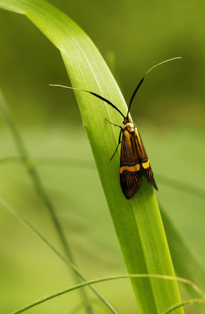 Nemophora degeerella - pompás tőrösmoly