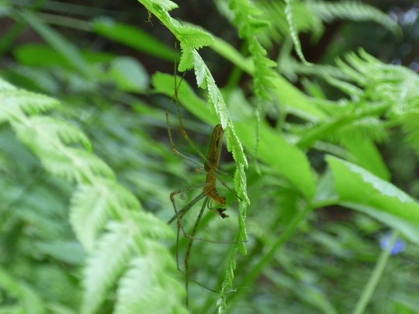 Tetragnatha