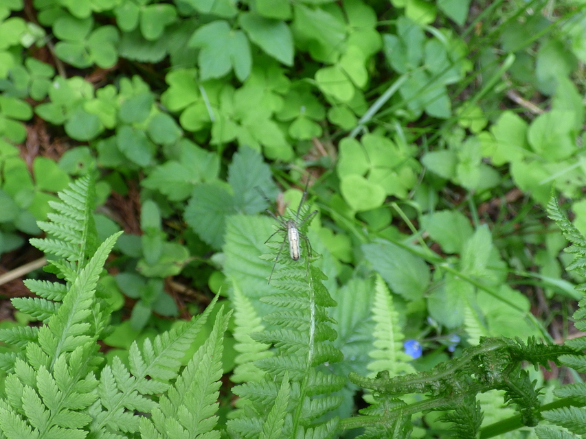 Tetragnatha