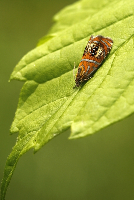 Olethreutes arcuella - avarevő tükrösmoly