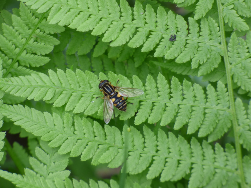 Helophilus pendulus - közönséges mocsárilégy