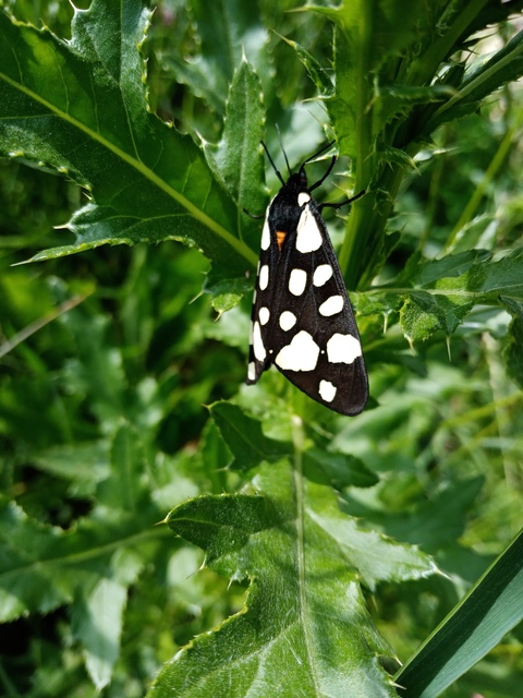 Arctia villica - fekete medvelepke Arctia villica - fekete medvelepke