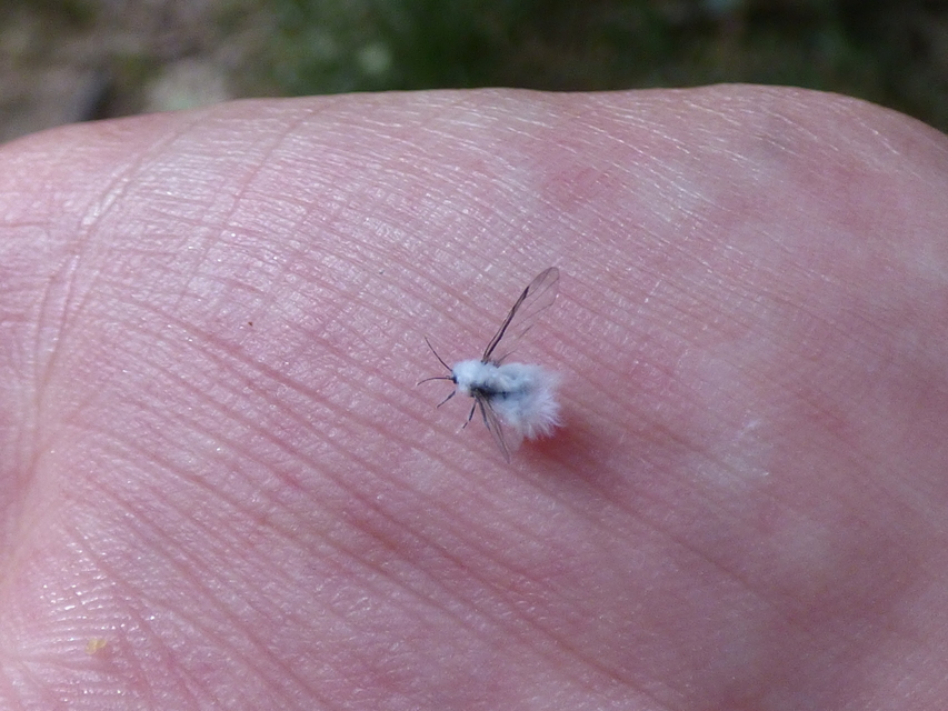 Eriosomatinae
