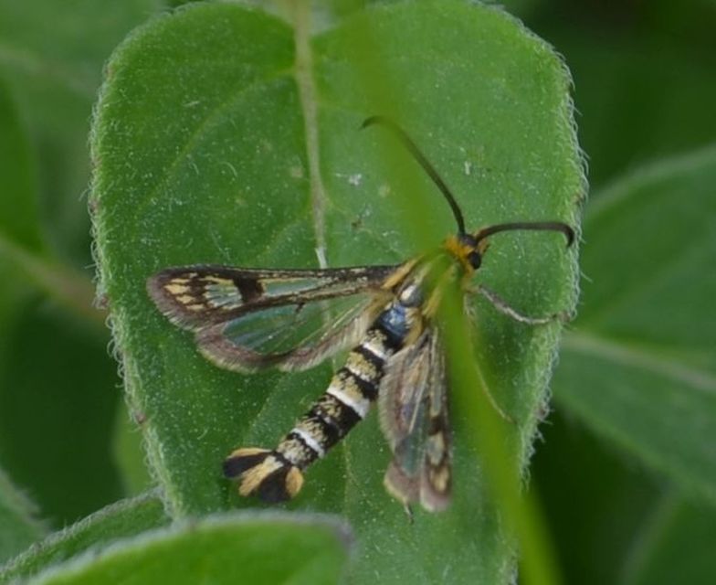 Sesiidae - szitkárfélék