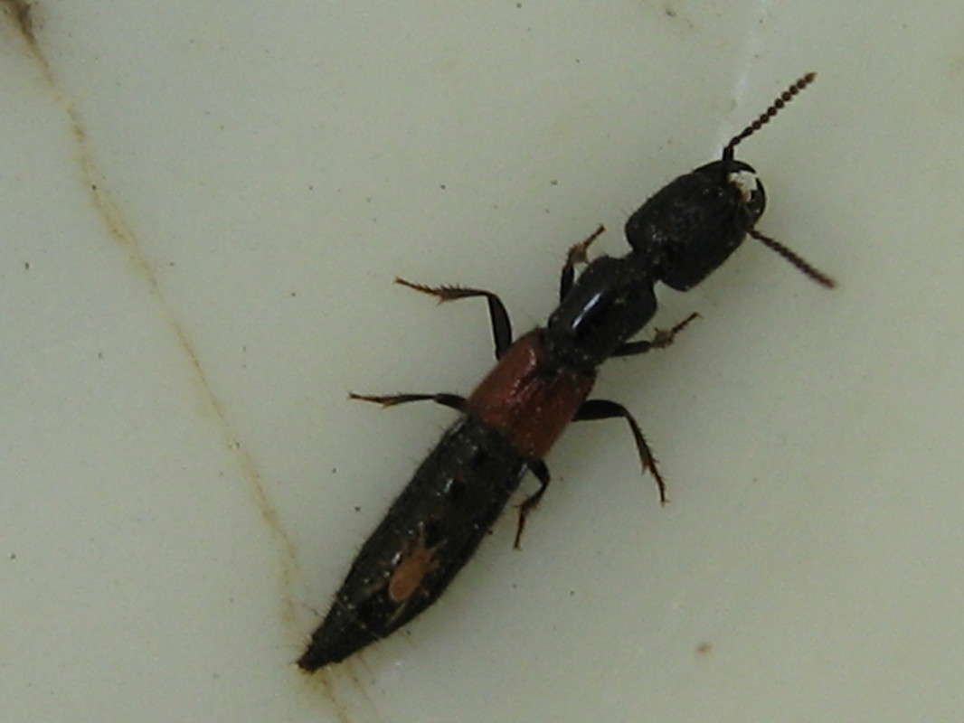 Gauropterus fulgidus - fényes rovátkásholyva