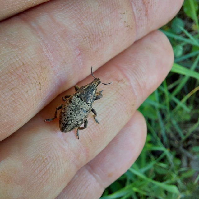 Leucophyes pedestris - négypettyes barkó