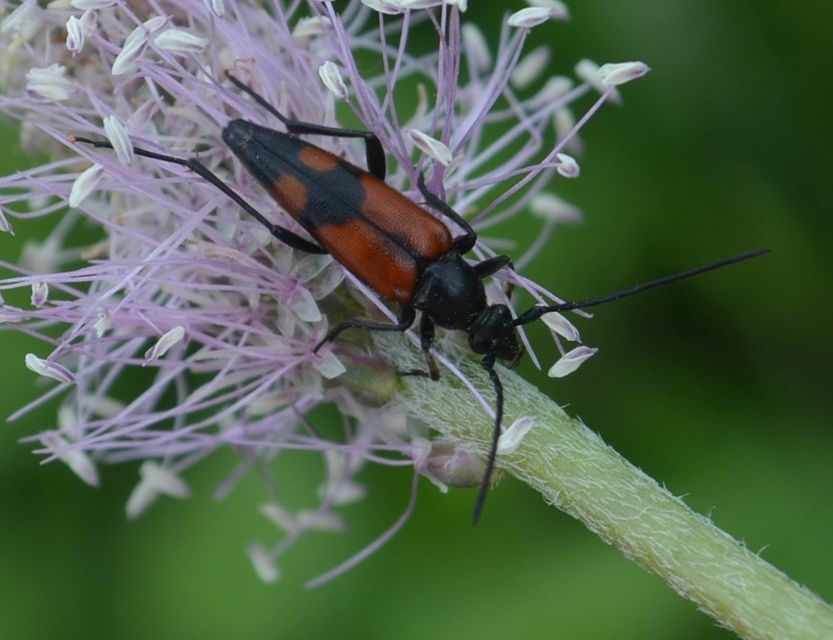 Stenurella bifasciata - kétöves karcsúcincér