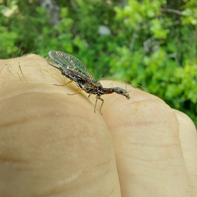 Raphidioptera - Tevenyakú-fátyolkák