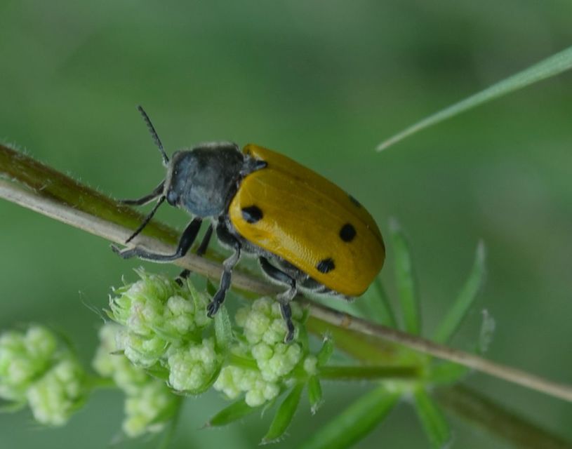 Lachnaia sexpunctata - szőrösnyakú zsákhordóbogár