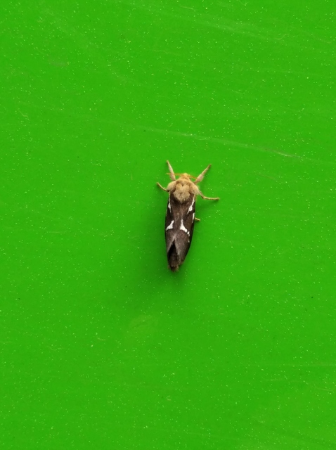 Korscheltellus lupulina - keleti gyökérrágólepke