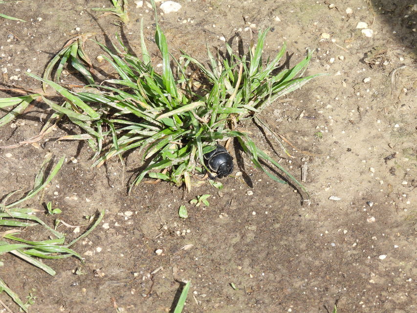 Lethrus apterus - nagyfejű csajkó