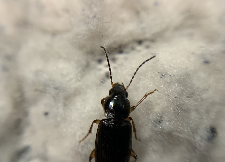 Stenolophus mixtus - közönséges turzásfutó