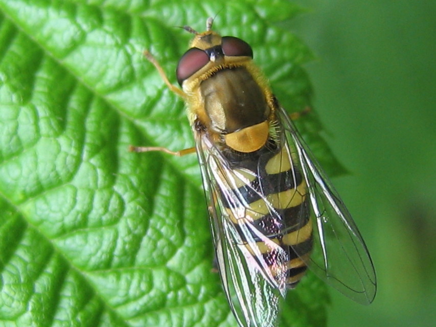 Syrphus