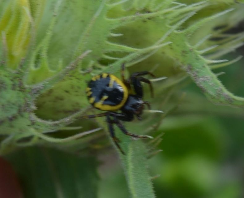 Synema globosum/ornatum