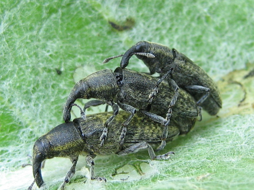 Lixus cardui - bogáncsfúró dudvabarkó