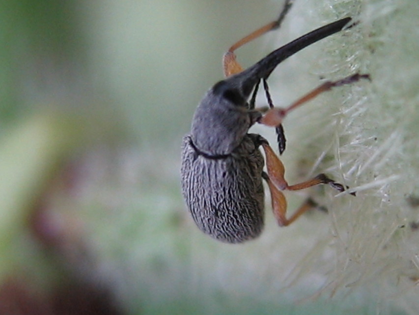 Rhopalapion longirostre - mályvarózsa-cickányormányos