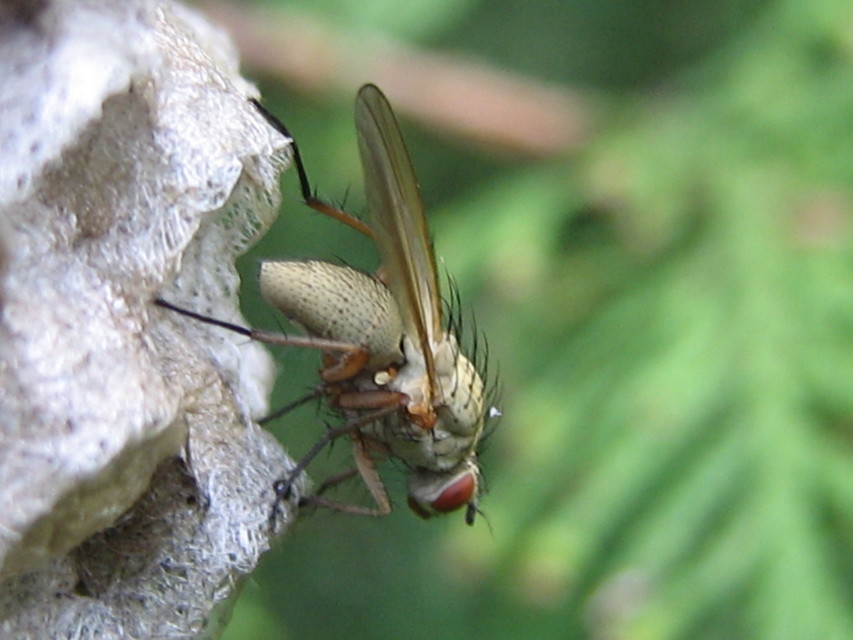 Helina