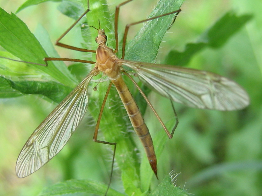 Tipula
