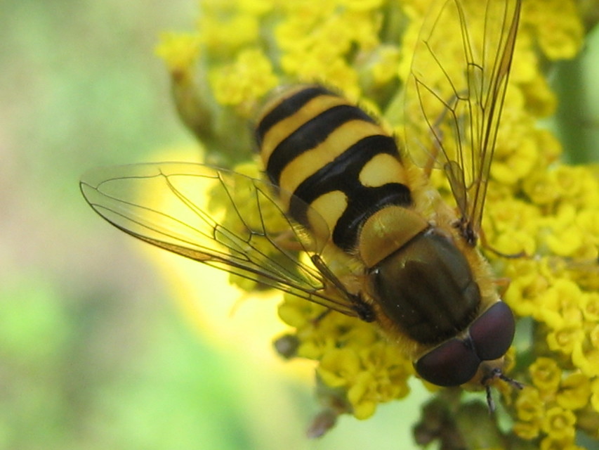 Syrphus