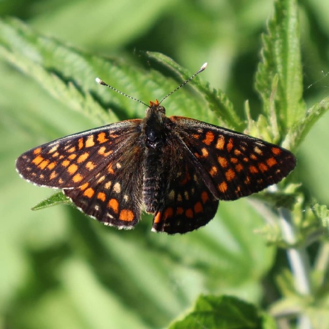 Euphydryas maturna - díszes tarkalepke