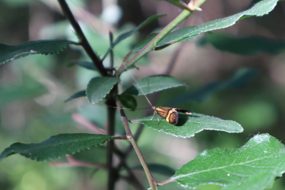 Nemophora degeerella - pompás tőrösmoly