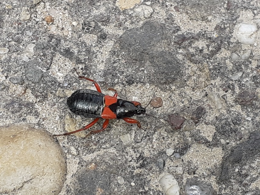 Prostemma guttula - vöröslábú tolvajpoloska