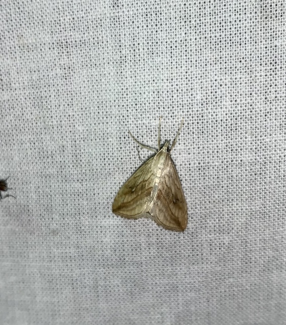 Evergestis forficalis - veteménymoly
