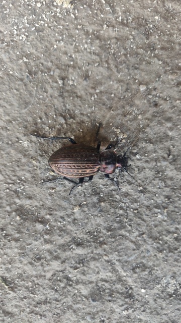 Carabus ulrichii - rezes futrinka Carabus ulrichii - rezes futrinka