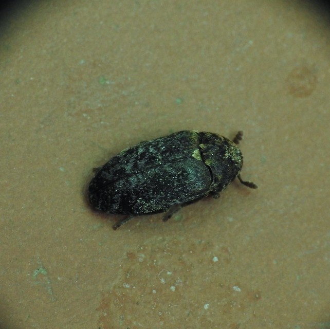 Dermestes undulatus - márványos porva Dermestes undulatus - márványos porva
