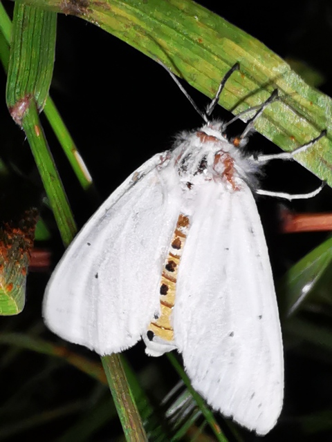 Spilosoma urticae - hószínű medvelepke