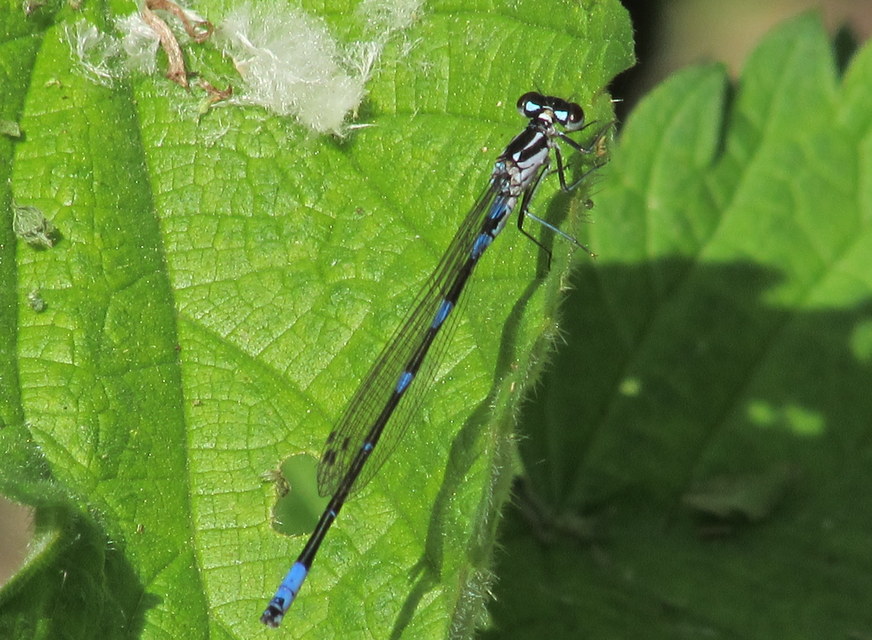 Coenagrion pulchellum - karcsú légivadász Coenagrion pulchellum - karcsú légivadász
