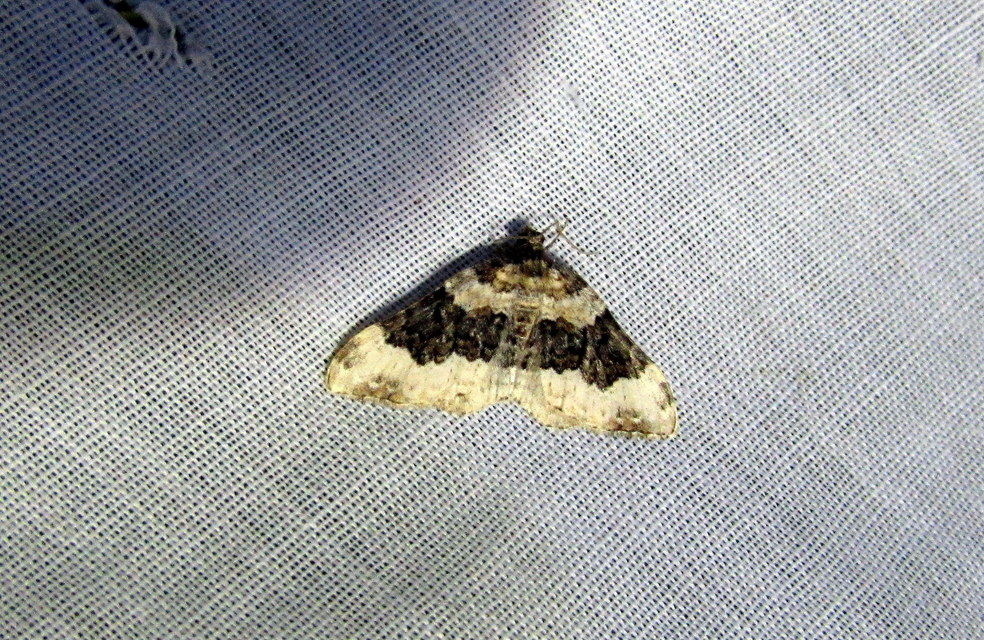 Epirrhoe galiata - sávos galajaraszoló