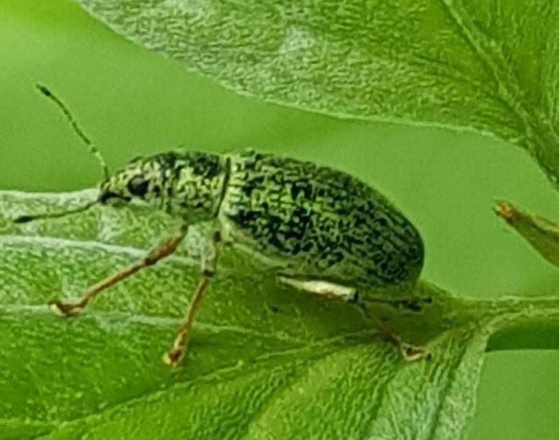 Polydrusus formosus - selymes lombormányos