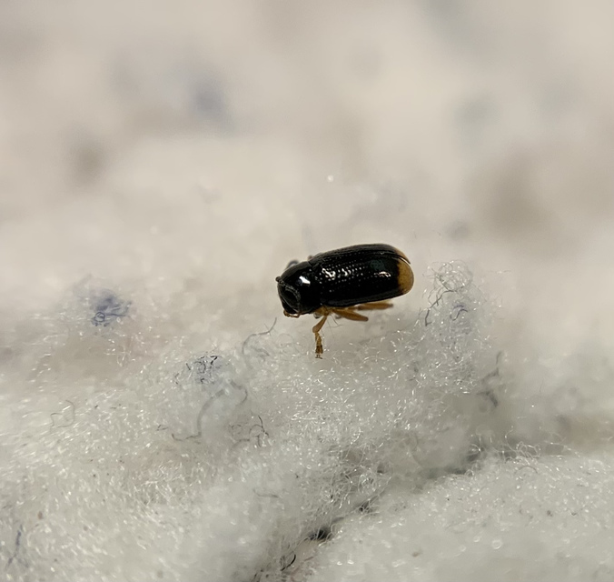 Cryptocephalus chrysopus - sárgavégű zömökbogár