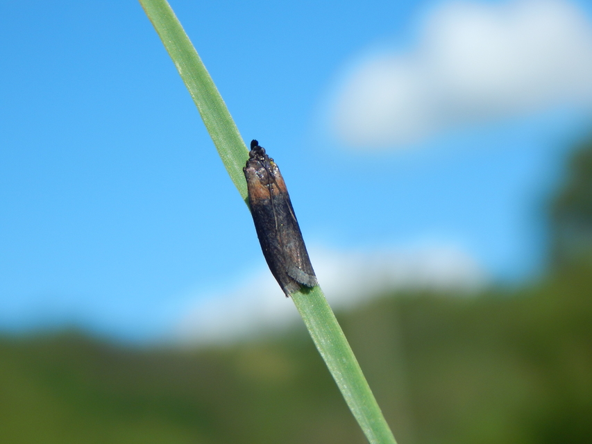 Sciota fumella - hideglápi karcsúmoly