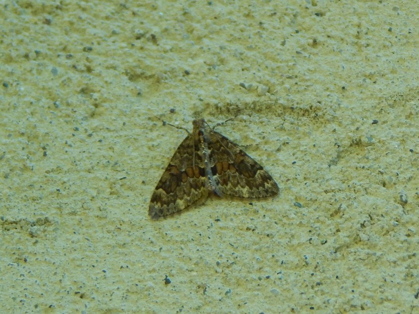Thera variata - változékony fenyőaraszoló